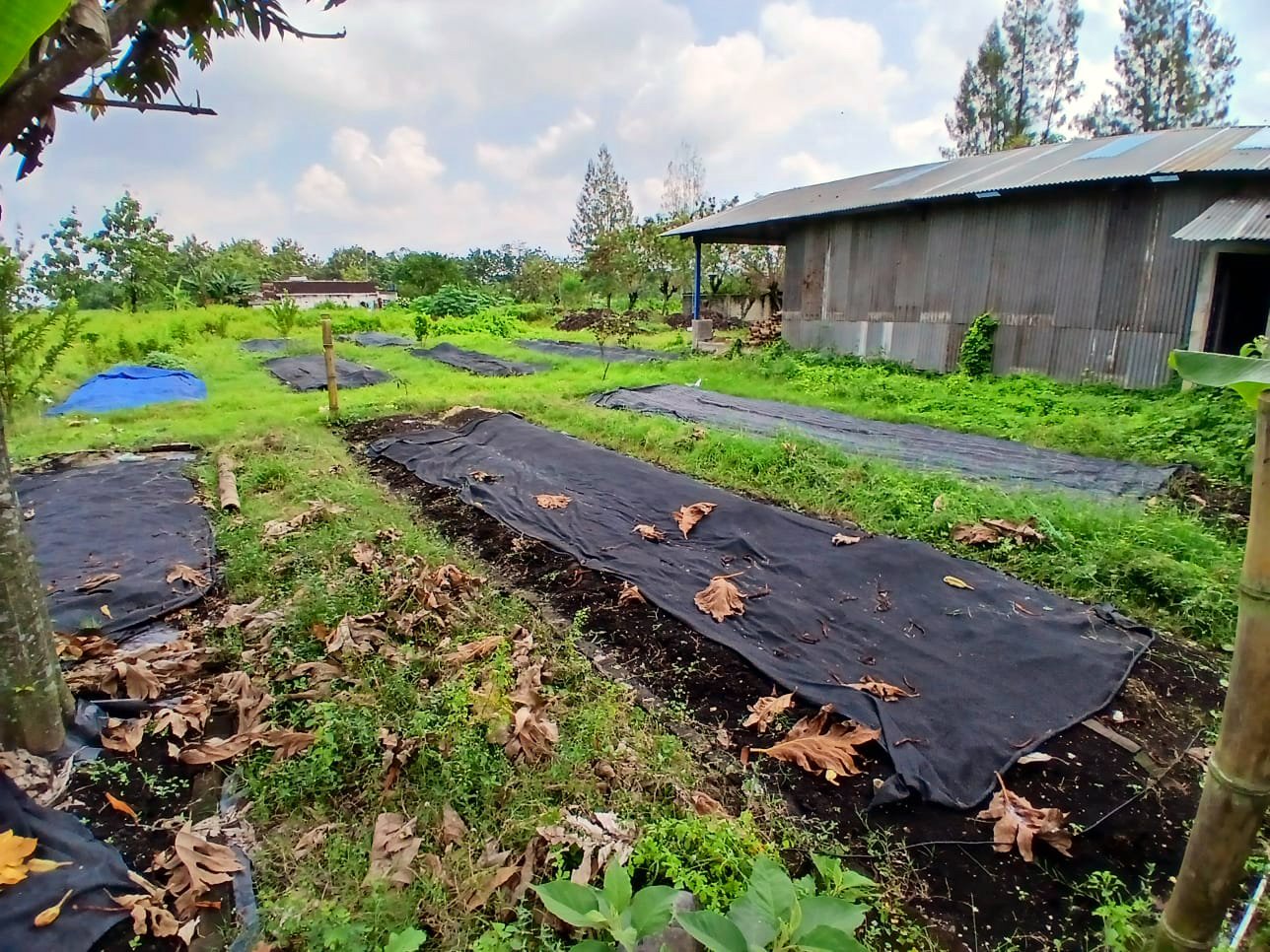 Area Pembibitan